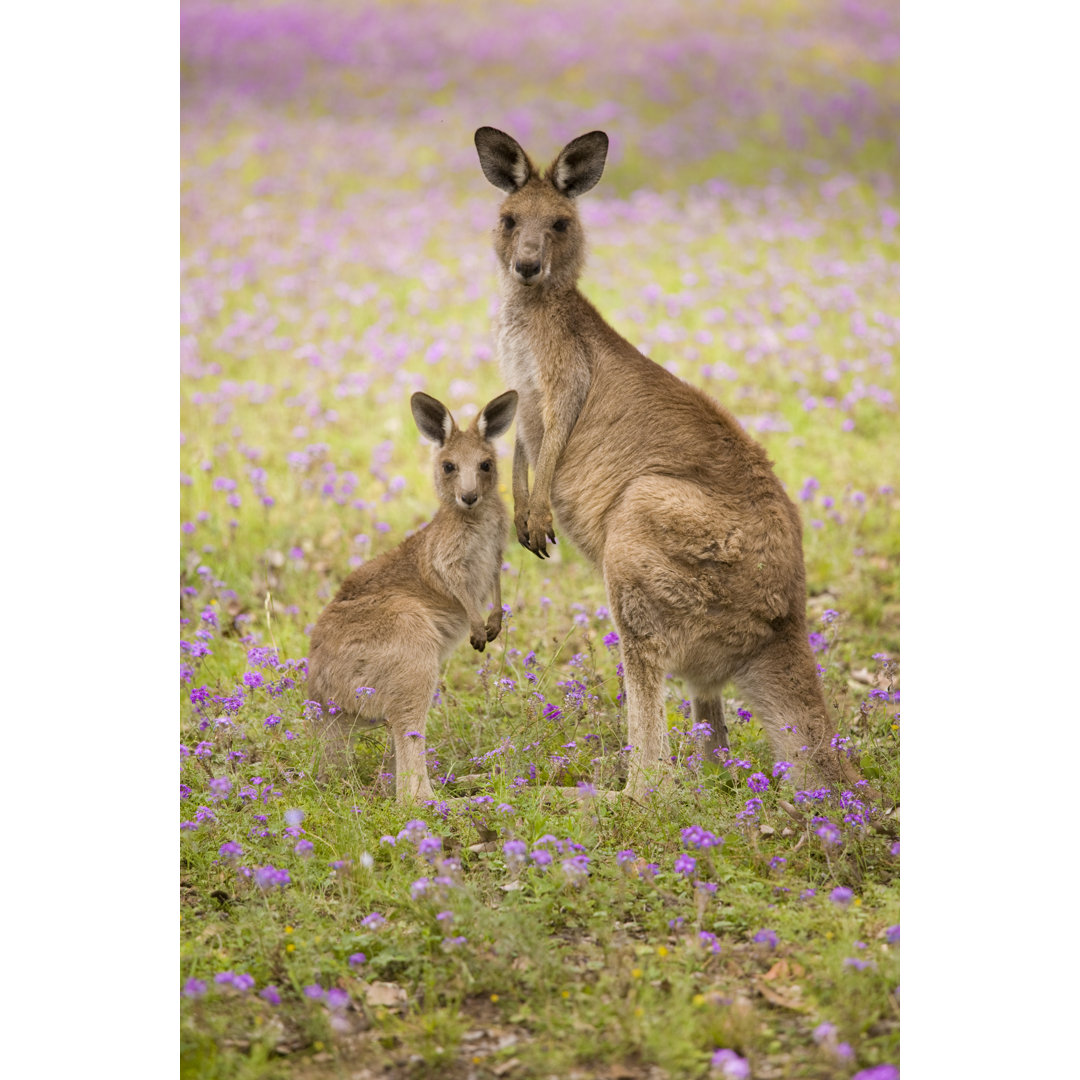 Mum And Joey von Mburt - Leinwandbild