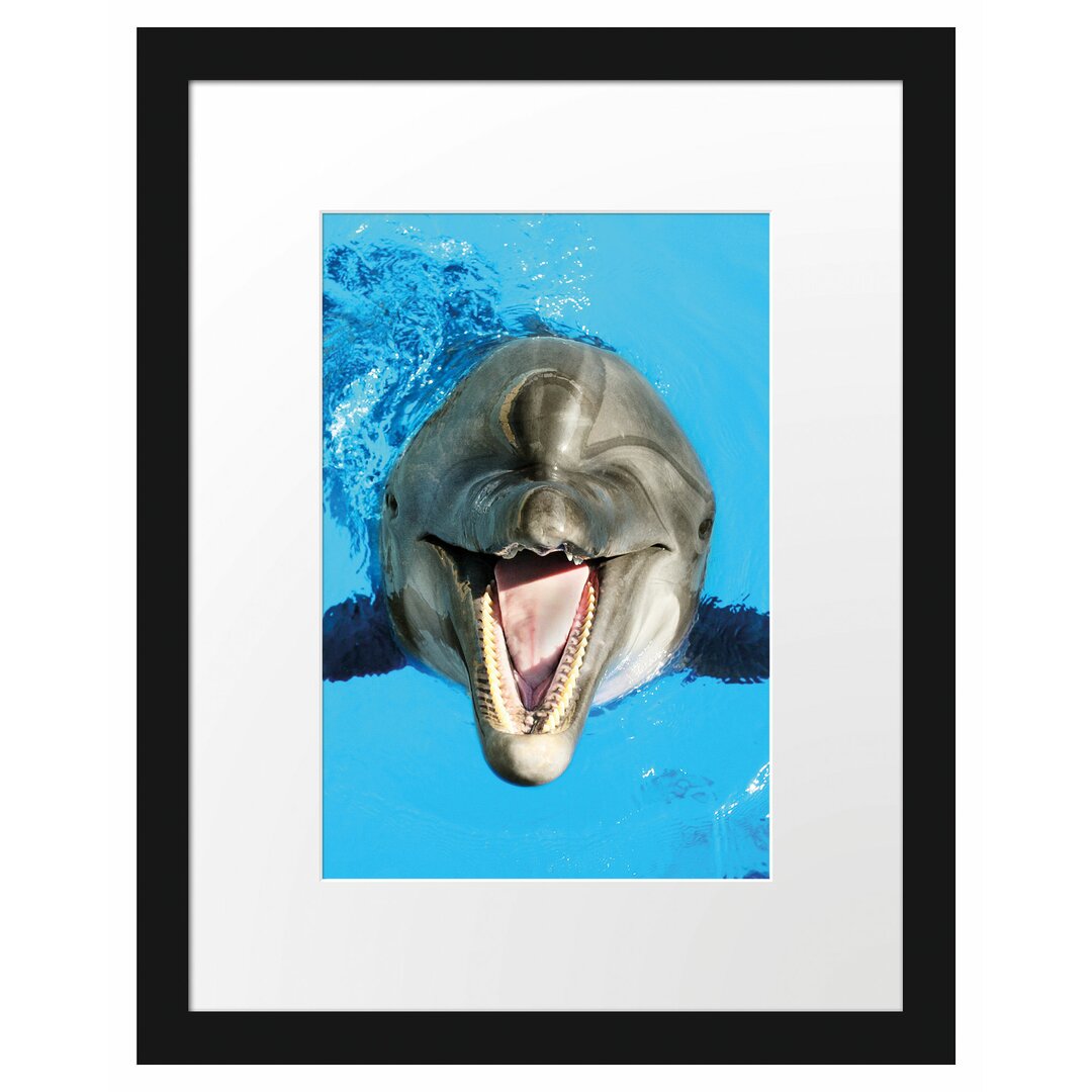 Gerahmtes Poster Delfin lacht