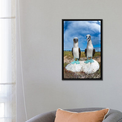 " Blue-Footed Booby Pair, Santa Cruz Island, Galapagos Islands, Ecuador " by Tui De Roy