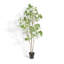 TREE LAUREL GROWER 7FT
