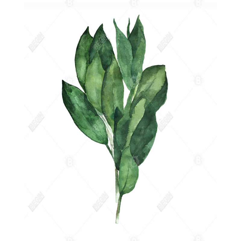 Bay Leaves Bundle Print On Canvas