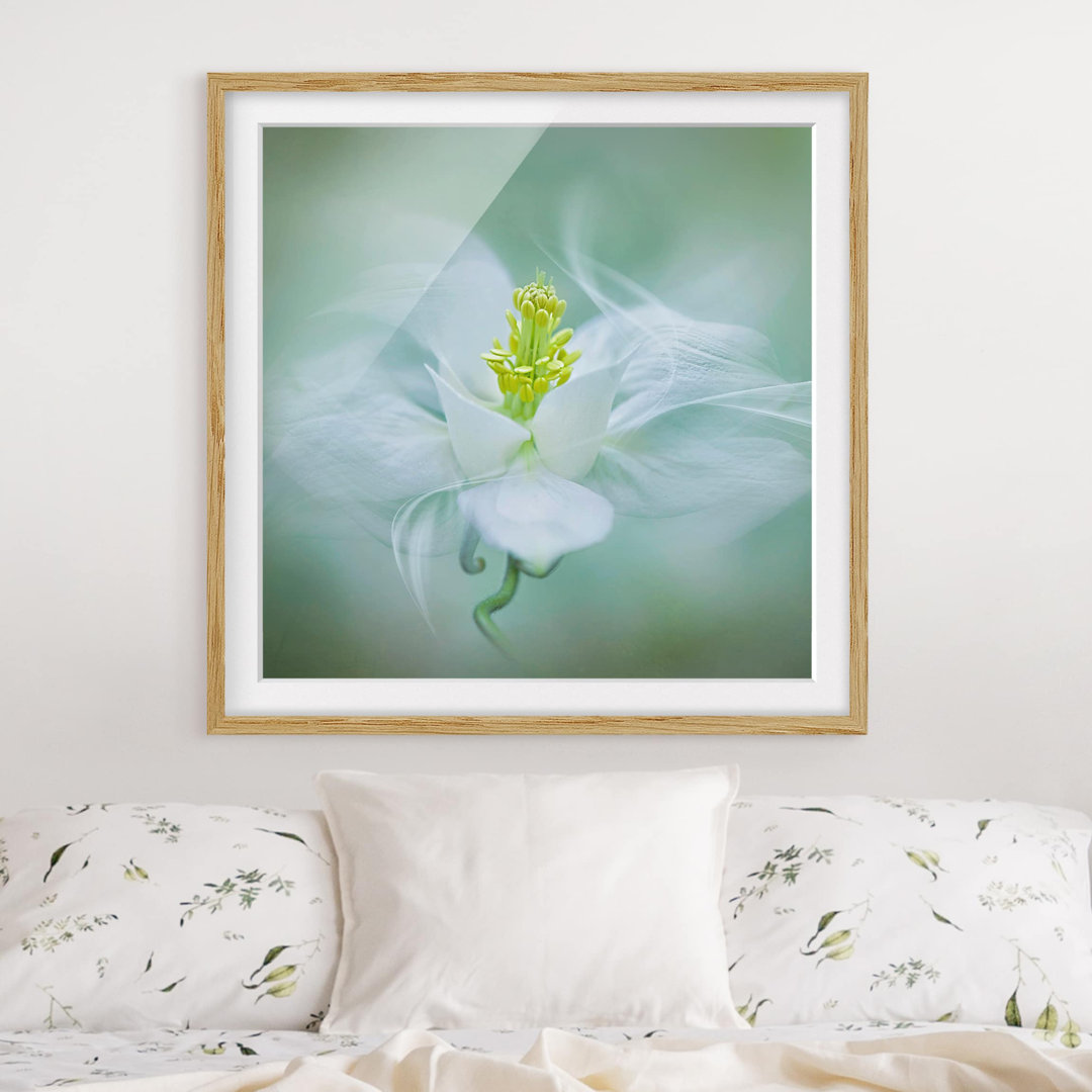 Gerahmter Fotodruck White Columbine