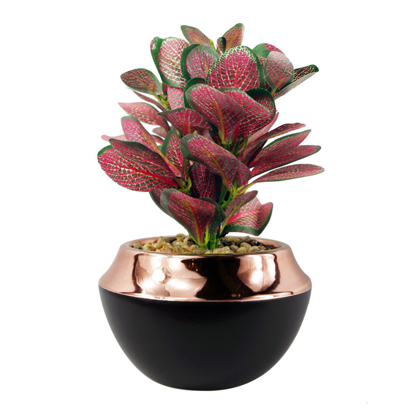 Annistin 22cm Plant