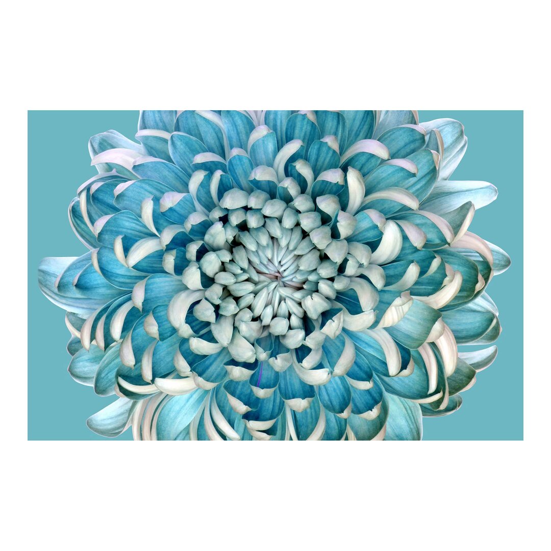 Matte Tapete blau Chrysantheme 2,55 m x 384 cm