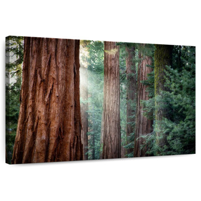 Harnek Sunkissed Sequoia Trees