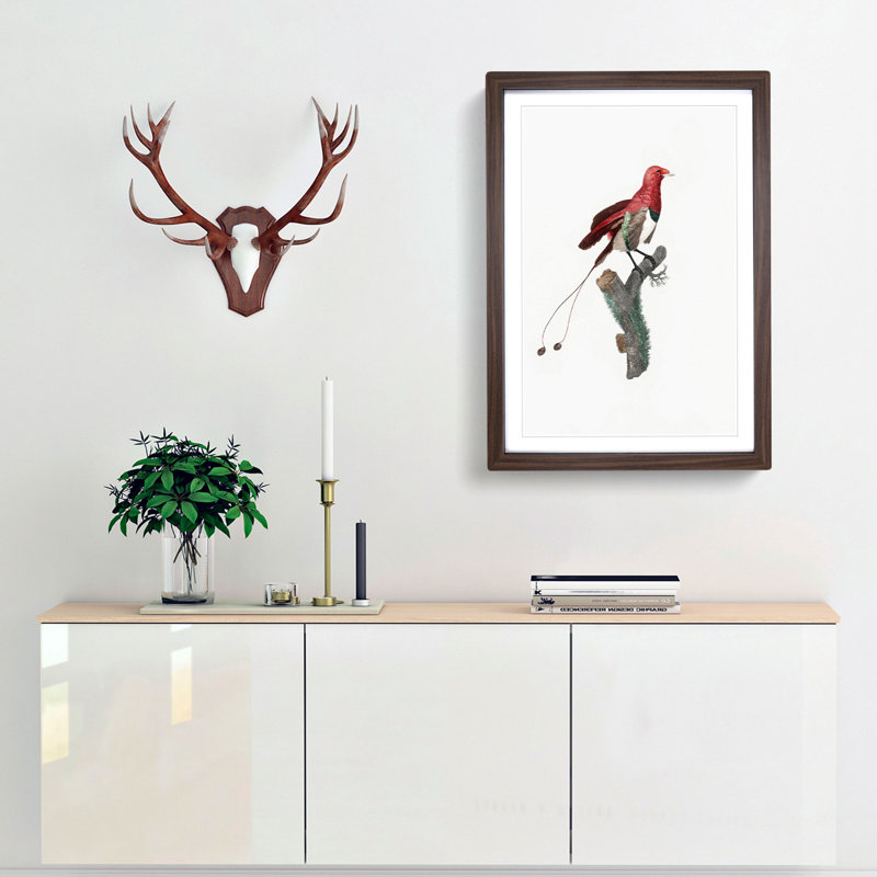 King Bird of Paradise by Jacques Barraband - Picture Frame Graphic Art Print, 48cm H x 36cm W x 2cm D, Walnut Framed