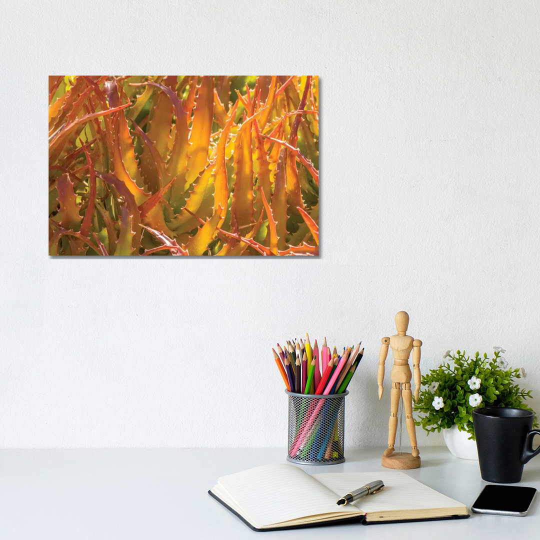 USA, Arizona, Desert Botanic Garden. Backlit Agave Cactus. by - Wrapped Canvas