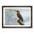 Walnut Framed