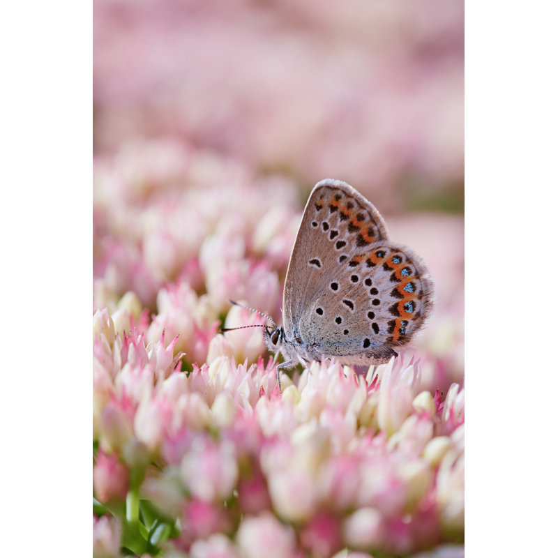 Hucklow Butterfly On Pink And White Flowers by Thomas Marx - Wrapped Canvas Print, 46cm H x 30cm W x 3.8cm D