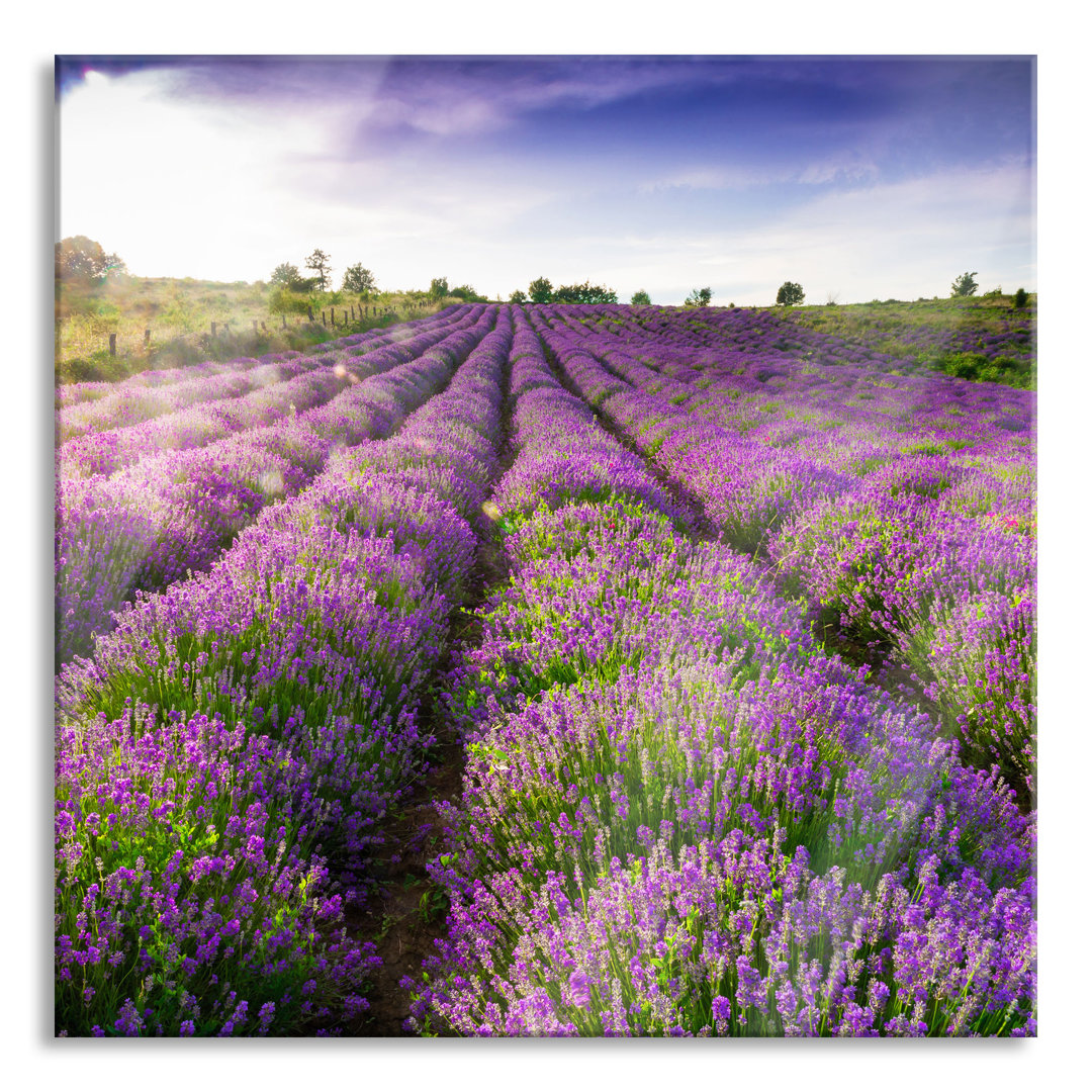 Glasbild Quadratisch  Wandbild Auf Echtglas  Lavendelfeld Provence  Aufhängung Und Abstandshalter LQ2693