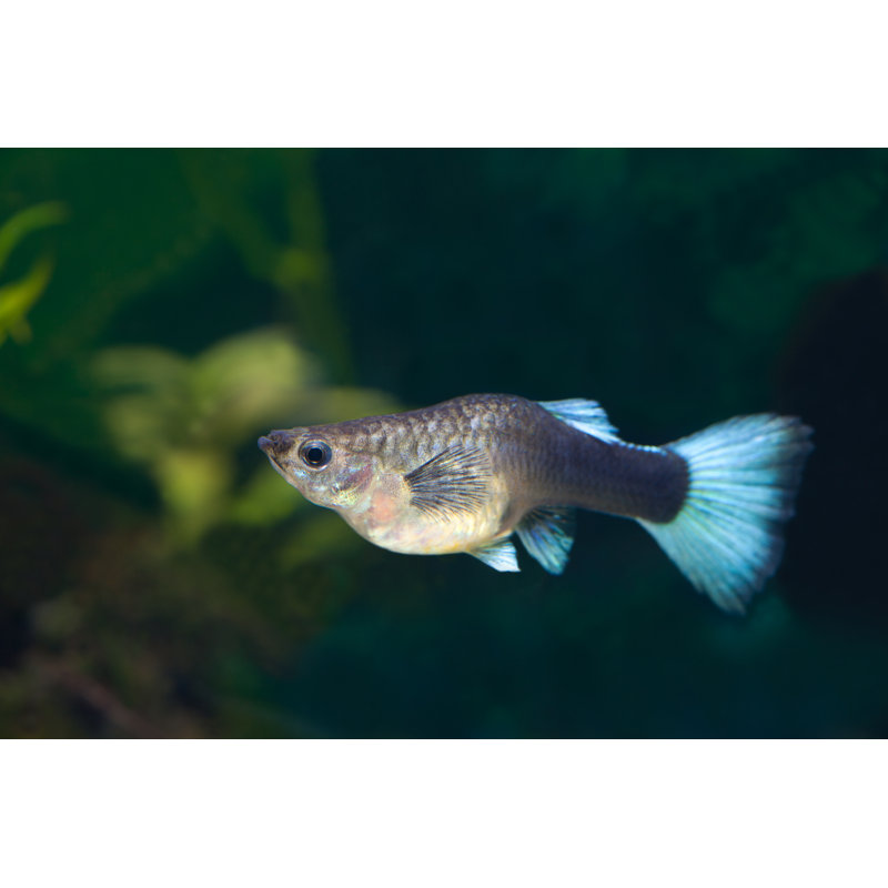 Guppy Fish by Kerkla - Wrapped Canvas Print, 30cm H x 46cm W x 3.8cm D