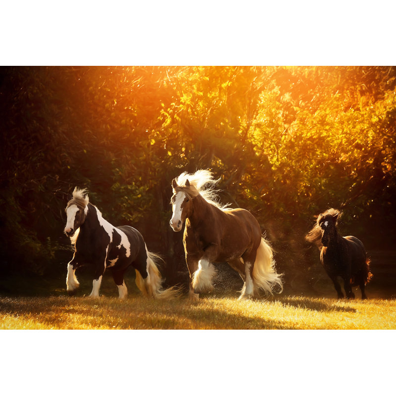 Horse Motion V by P.H. Burchett - Wrapped Canvas Print, 30cm H x 46cm W