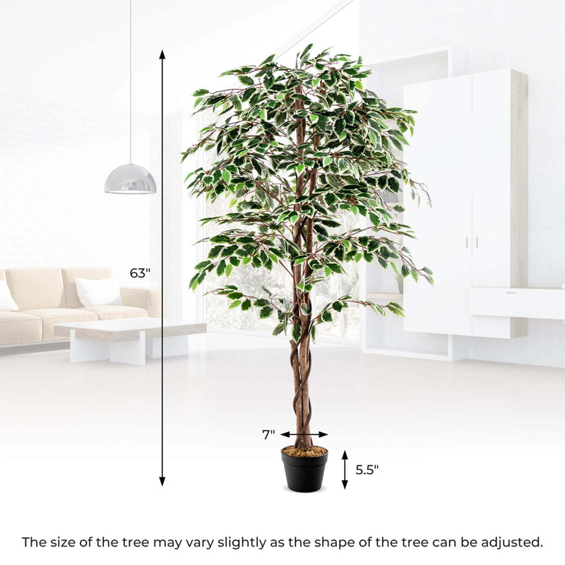Plante 63 po