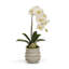 Orchid Centerpiece in Ceramic Pot
