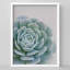 Rosette verte douce, gros plan, illustration botanique, petit décor, œuvre d'art-101376606-101376608