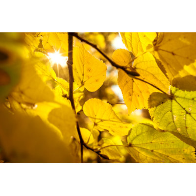 Autumn Leaves Against Sun 1 Piece Wrapped Canvas Wall Art