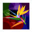Floral, oiseau du paradis 1, impression sur toile-90734375