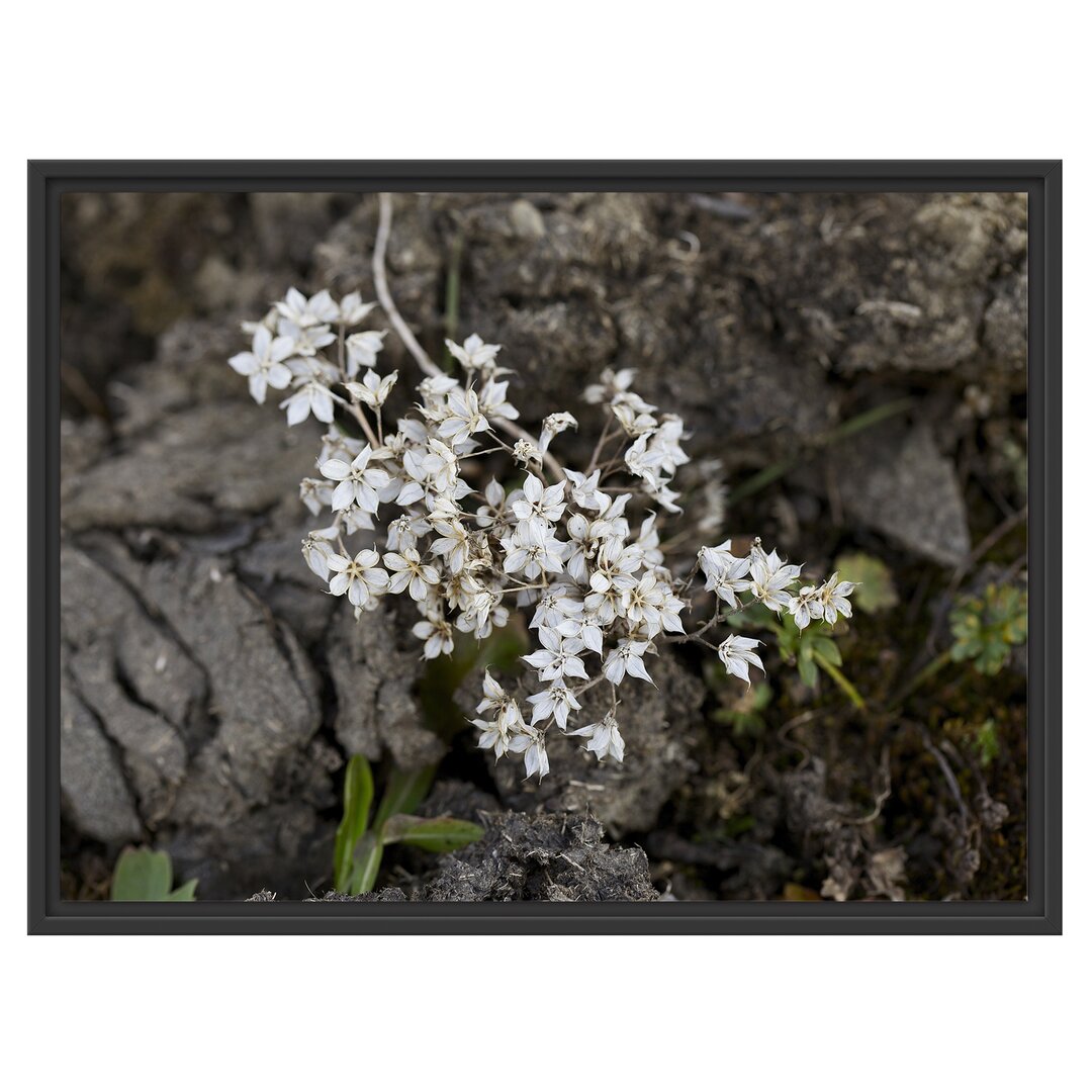 Gerahmtes Wandbild kleine weiße Sternblumen