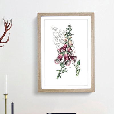 Foxglove Flowers Illustration - Framed Print