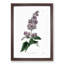 Hungarian Lilac Flowers - Framed Print-55641366-55641369