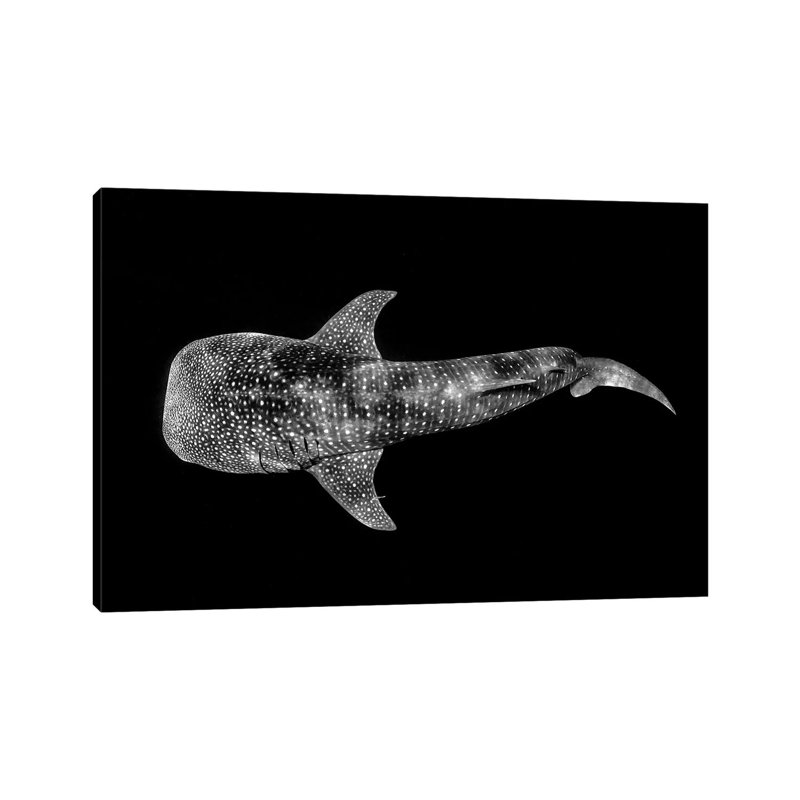 Whale Shark Ningaloo Reef 1 Piece Wrapped Canvas Wall Art, 20.32 cm H x 30.48 cm W