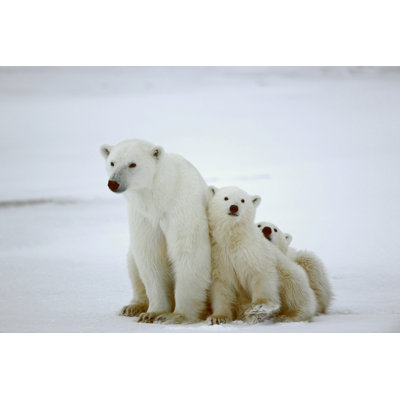 Ours polaire par Nambitomo - photographie sur toile tendue