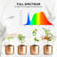 Naomi Grow Light