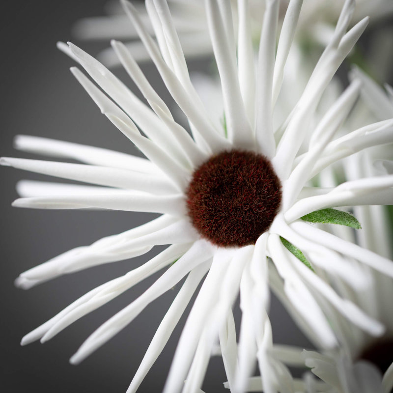 Tige de marguerite jaune 38 po, Blanc