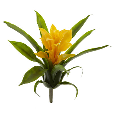 Tiges de bromeliad
