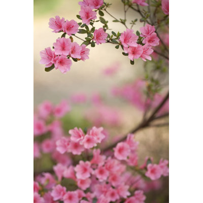 " Pink Azalea Bush " by Eurobanks