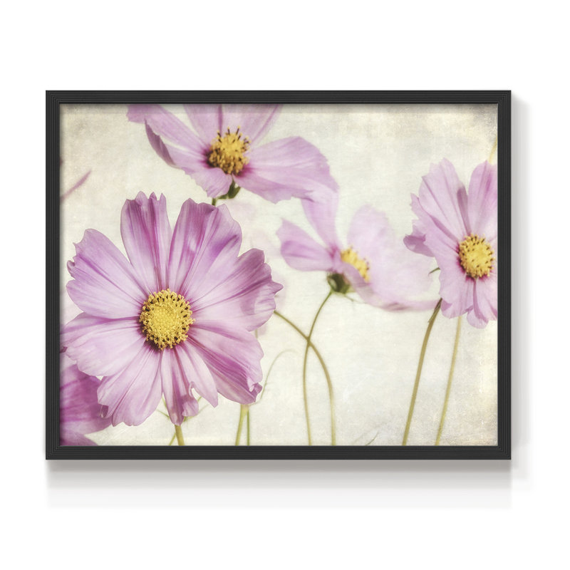 «Pink Cosmos I», reproduction encadrée, Noir, noir, noir, noir, H 16 po x l 20 po