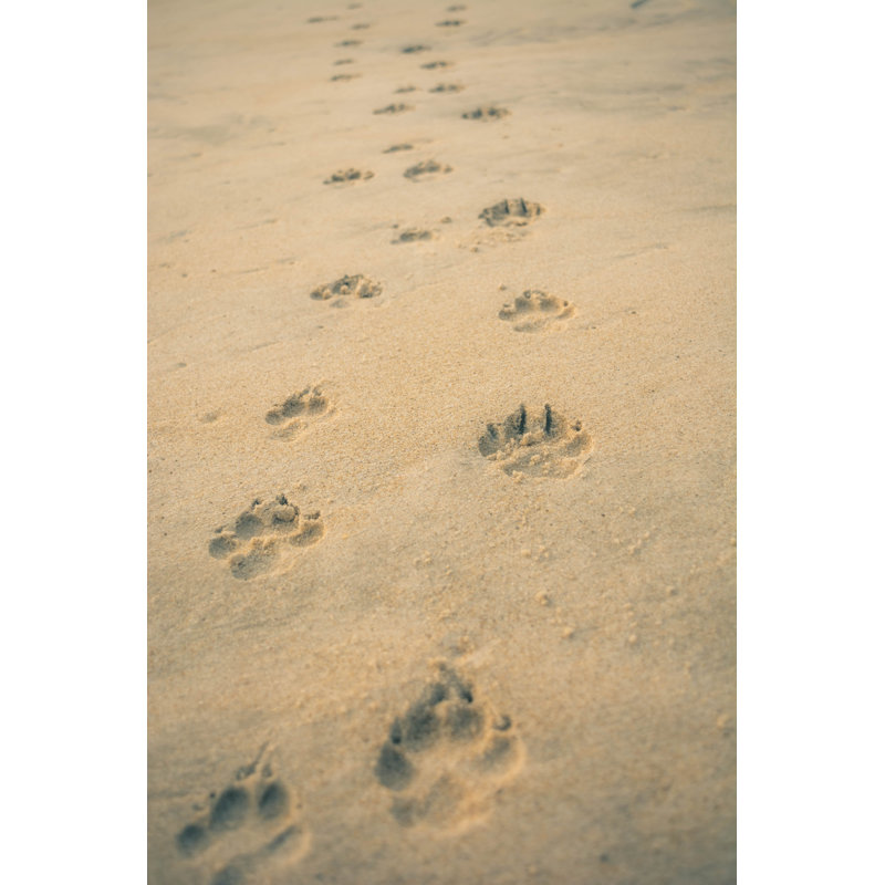 «Dog Paw Footprint» par Eamanver - Photographie sur toile tendue, L 8 po x H 12 po