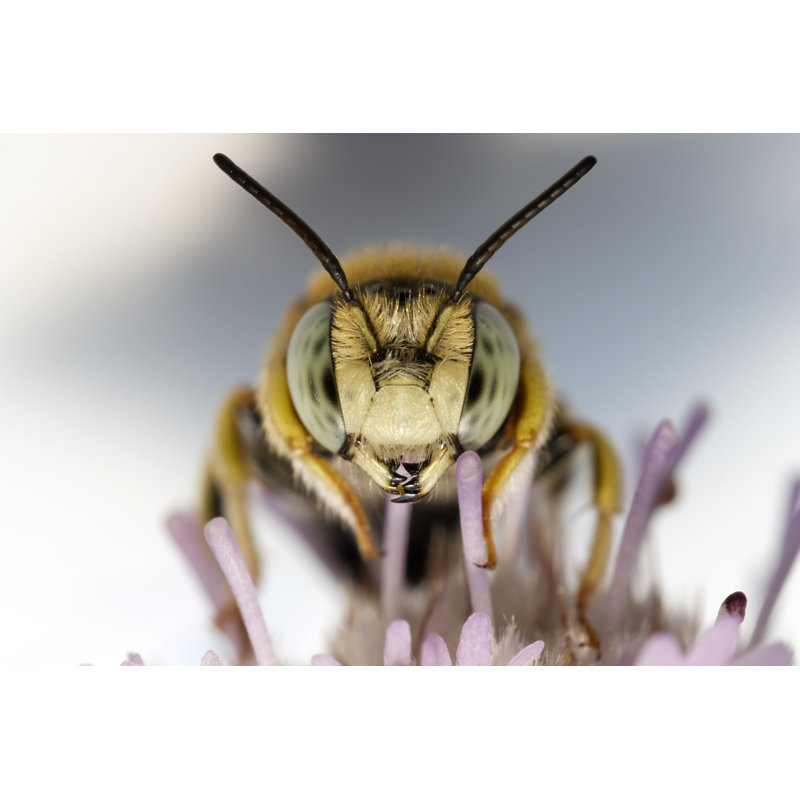 Little Bee - Wrapped Canvas Print, 20cm H x 30cm W x 3.8cm D