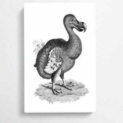 Dodo in Black & White by George Shaw - Wrapped Canvas Drawing Print