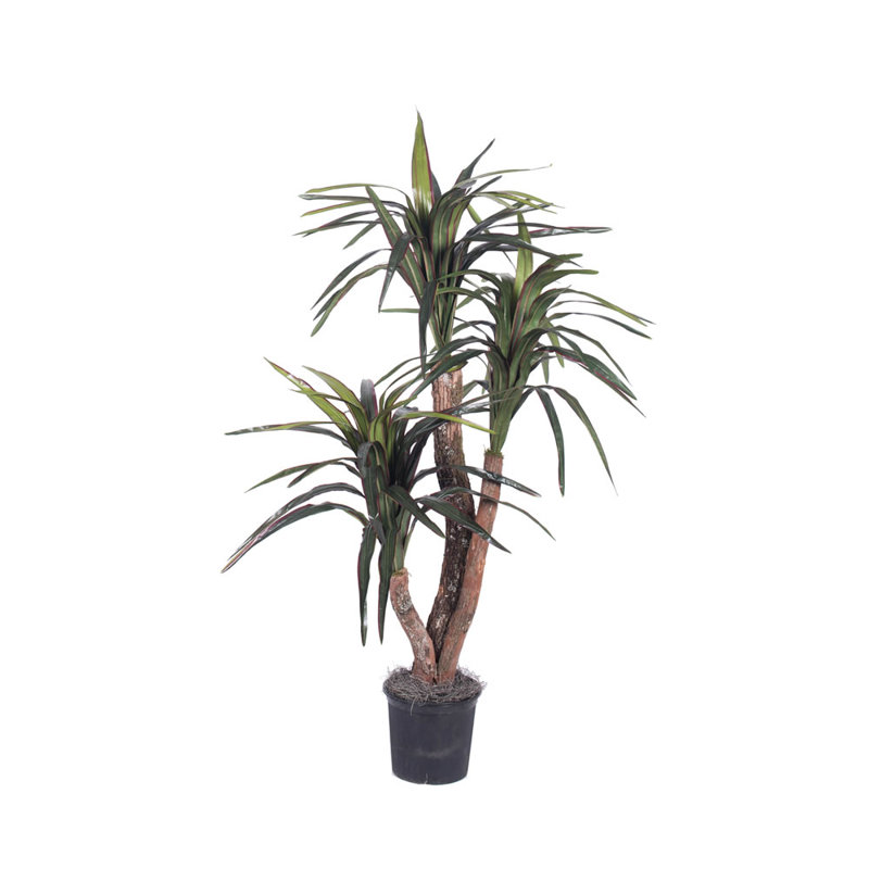Pottershill marginata en pot