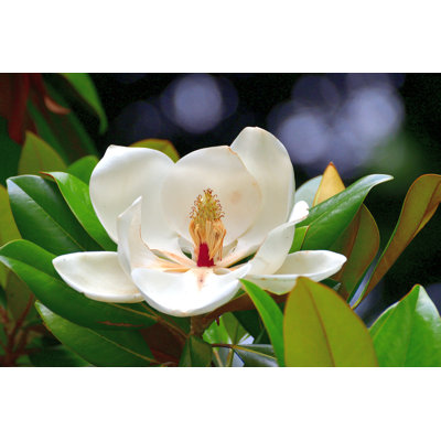 Magnolia Grandiflora / Southern Magnolia / Bull Bay Flower by Magicflute002