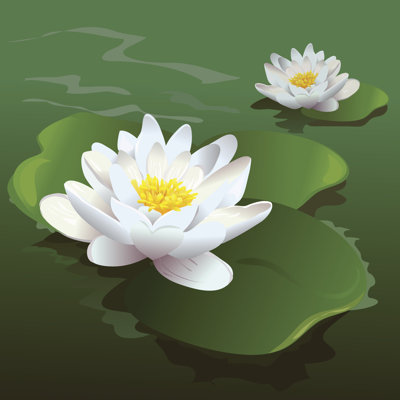 " Lotus Flower " by Moremarinka