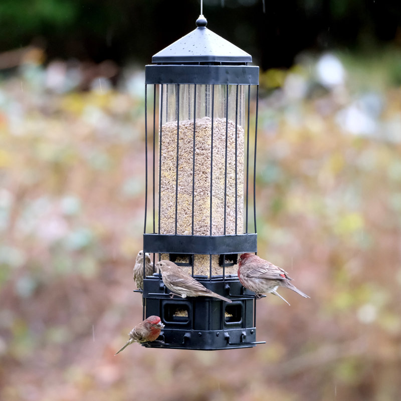 Mangeoire à cage Squirrel Shield Advantage