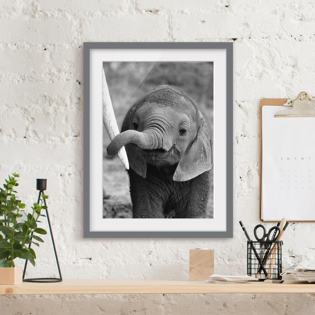 Gerahmtes Poster Baby Elephant