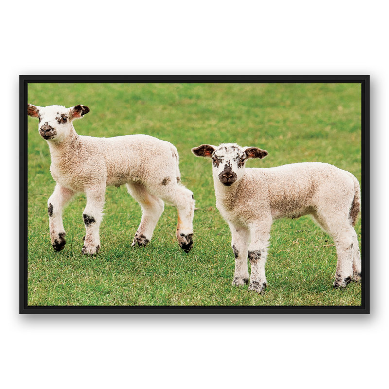 Petits agneaux encadrés sur toile, H 13,75 po x l 37,75 po x P 1,75 po