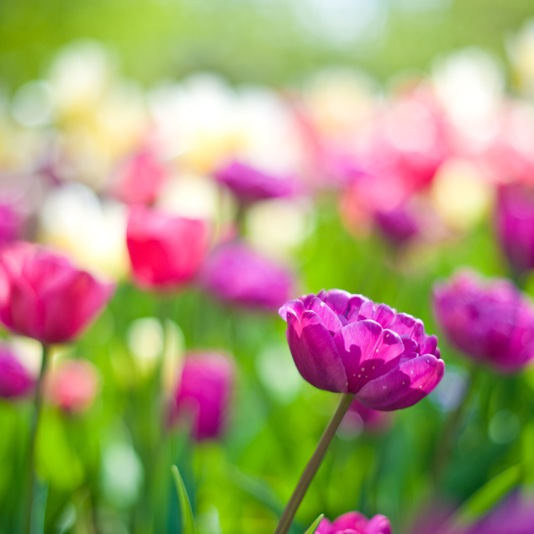 Tulpen in einem Blumenbeet von Knape - Kunstdrucke