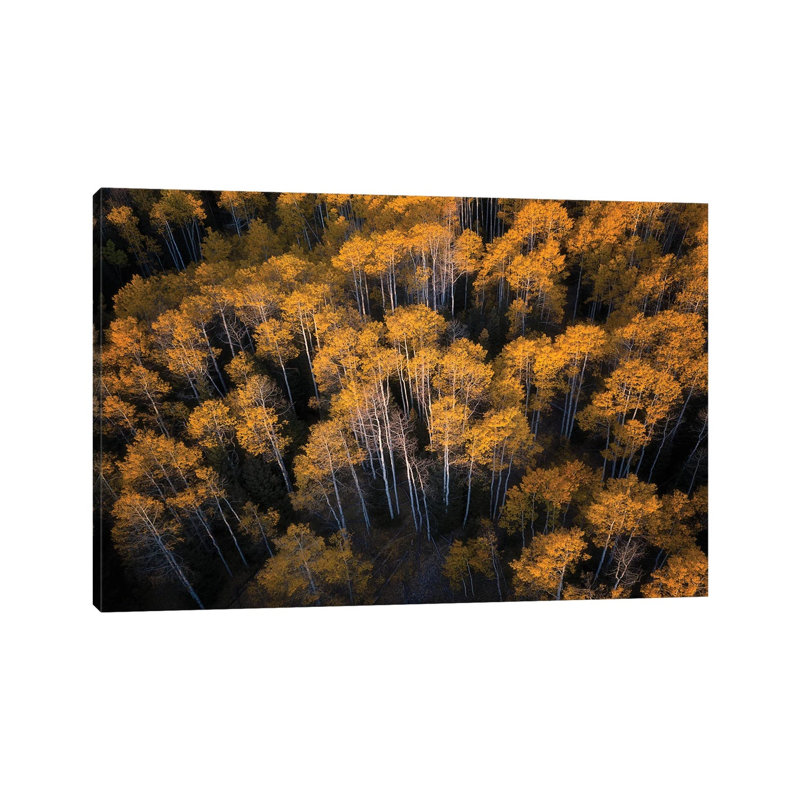 Aspen In Autumn By Mei Xu - Wrapped Canvas Graphic Art by Mei Xu - Wrapped Canvas Print
