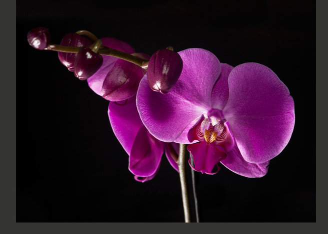 Elegant Orchids 3.09m x 400cm Wallpaper, 231cm L x 300cm W