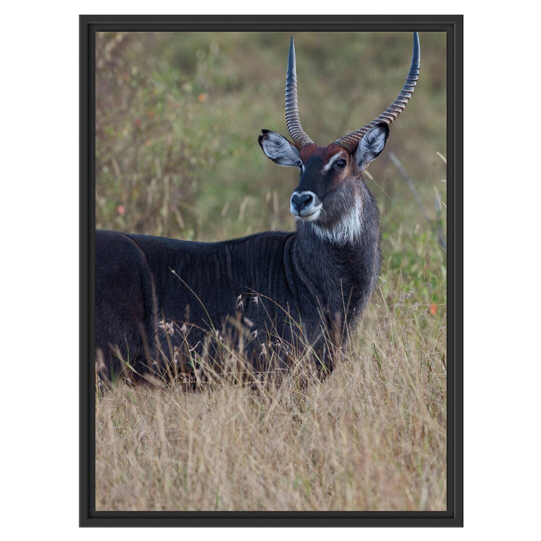 Gerahmtes Wandbild ausgewachsene Dorkasgazelle