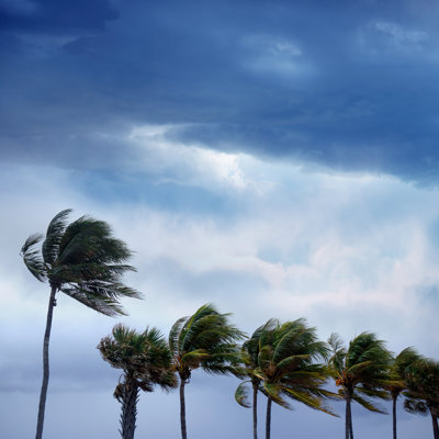 Tropical Storm And Waving Palm Trees by Imagedepotpro - Wrapped Canvas Print