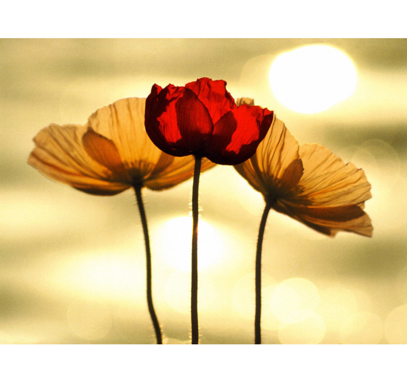 Coquelicots islandais, H 36 po x l 48 po
