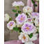 Fleurs roses artificielles 17 po-147219304