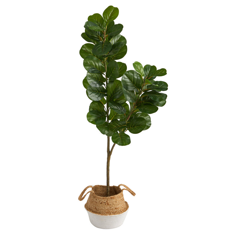 Figuier 54 po, Blanc