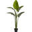 60in. Travelers Palm Tree UV Resistant (Indoor/Outdoor)