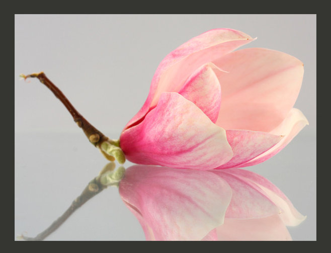 Lonely Magnolia Flower 1.93m x 250cm Wallpaper, 300 cm x 231 cm